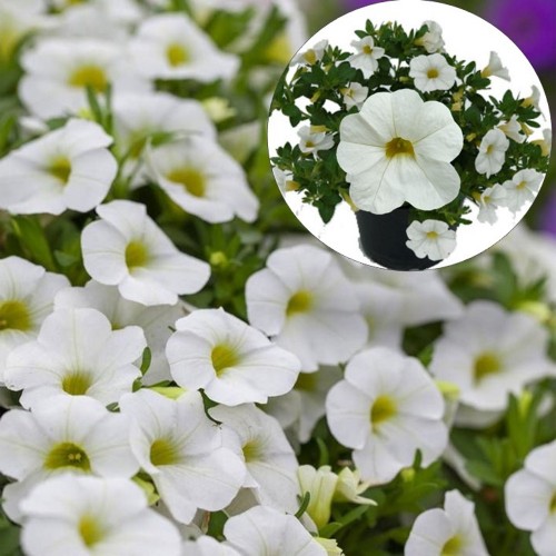 Calibrachoa POCKET 'White' - Puispetuunia POCKET 'White' P9/0,55L